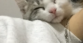 lola pet sitter à MONTBELIARD 25200_4