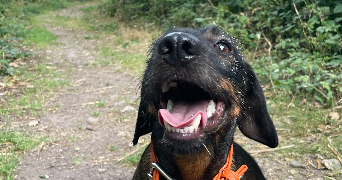 manon pet sitter à Lyon 69006_1