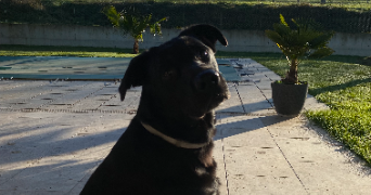 agathe pet sitter à TOULOUSE 31300_3