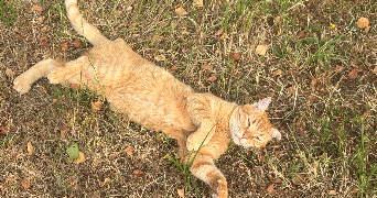 marie pet sitter à OUILLY DU HOULEY 14590_0