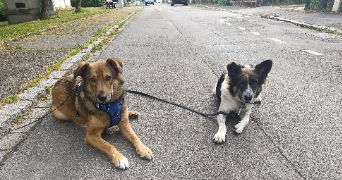 mégan pet sitter à MULHOUSE 68200_5