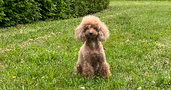 coralie pet sitter à GRAND CHAMP 56390_1