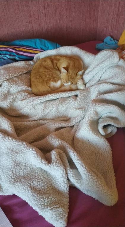 eve pet sitter à Sainte Luce sur Loire 44980_0
