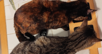 pellouard pet sitter à ARGENTEUIL 95100_3