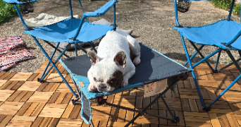 marie pet sitter à BOURBON LANCY 71140_5