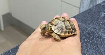 leila pet sitter à LAVAL 53000_4