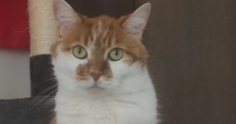 margaux pet sitter à NANCY 54000_1
