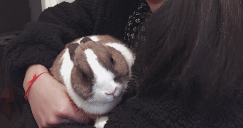 chantharoith pet sitter à LE BOURGET 93350_1