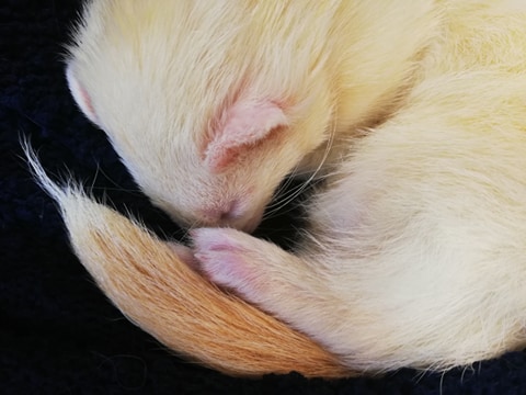 claudie pet sitter à ROZ LANDRIEUX 35120_3