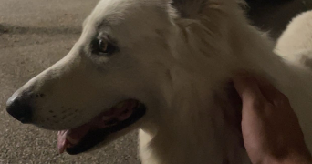 esteban pet sitter à LA SEYNE SUR MER 83500_2