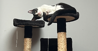 alexia pet sitter à CAMBO LES BAINS 64250_5