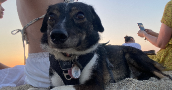 lou pet sitter à PARIS 09 75009_1