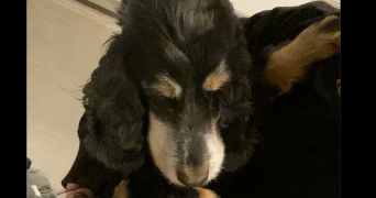 hugo pet sitter à LILLE 59000_4