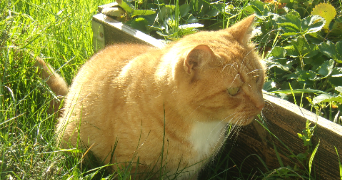 julia pet sitter à Niort 79000_7