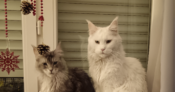 ana paula cat sitter à BEZONS 95870_8