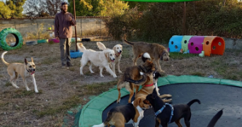 vincent pet sitter à CAMPAGNAN 34230_0