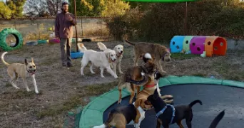 vincent pet sitter à CAMPAGNAN 34230