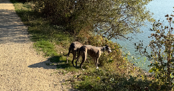 fanny pet sitter à PLONEOUR LANVERN 29720_4