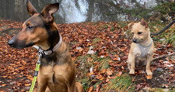laura pet sitter à Sainte-Foy-lès-Lyon 69110_6