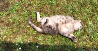 lucile pet sitter à Bordeaux 33100_3
