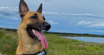 leandra pet sitter à ISTRES 13128_5