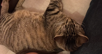 charlie pet sitter à TOULOUSE 31000_1