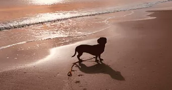 cindy pet sitter à MELRAND 56310