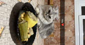 mohammed saad pet sitter à QUINCY SOUS SENART 91480_4