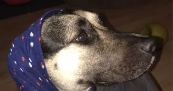 andrea pet sitter à PERPIGNAN 66000
