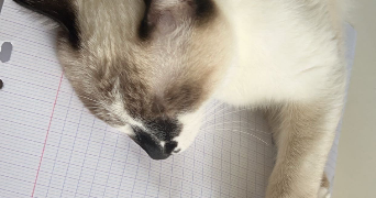dania pet sitter à VENISSIEUX 69200_2