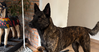 charlyne pet sitter à MONTVILLE 76710_3