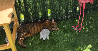 laurine pet sitter à BRETIGNY SUR ORGE 91220_1
