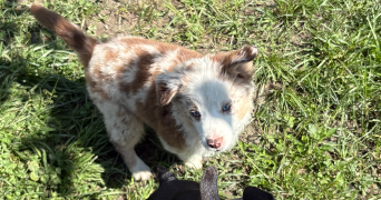 marie-lou dog sitter à MARSEILLE 09 13009_2