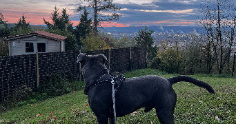 lydie pet sitter à ROUSSILLON 38150_1