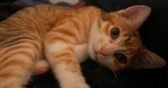 maelys pet sitter à FRANQUEVILLE ST PIERRE 76520_1