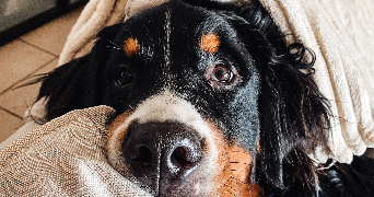 maëlys pet sitter à Issel 11400_7