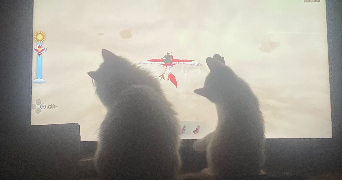 delneste pet sitter à TOULOUSE 31200_8