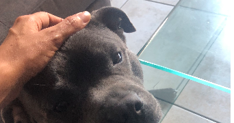 leila pet sitter à MARSEILLE 08 13008_5