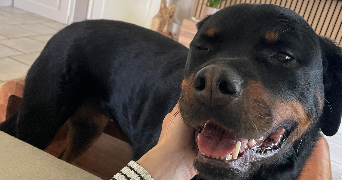 carine pet sitter à SEMBLANCAY 37360_6