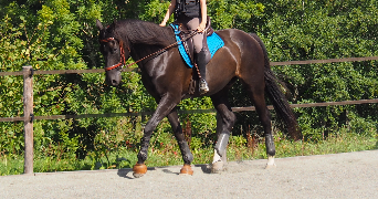 Marie pet sitter à LIMOGES 87100_6