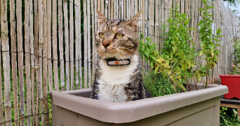 julia pet sitter à ARTIGUES PRES BORDEAUX 33370_3