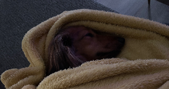 lea pet sitter à MONTPELLIER 34090_6