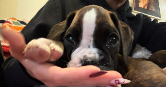 valentina pet sitter à GRIGNY 69520_4