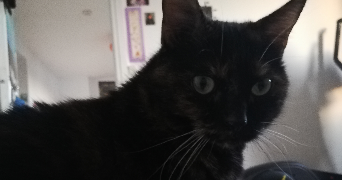 alexia pet sitter à RENNES 35200_1