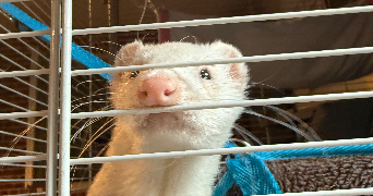 aurore pet sitter à MARSEILLE 09 13009_1