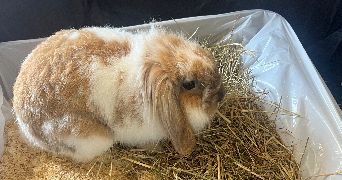 eynola pet sitter à TOULOUSE 31500_8