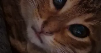 mélissa pet sitter à CHARIX 01130