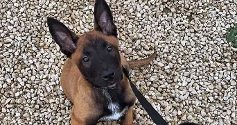 rayann pet sitter à FONTAINEBLEAU 77300