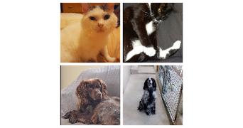 boucher pet sitter à PLOMODIERN 29550_1