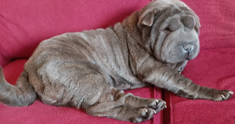 clothildra pet sitter à ST OUEN DE THOUBERVILLE 27310_2